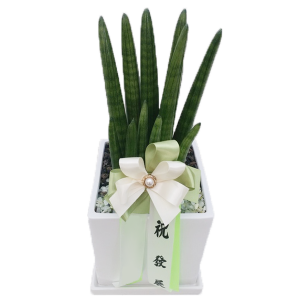 스투키(테이블용)